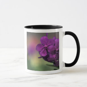 Taza Tailandia, norte de Tailandia, cerca de Chang Mai,
