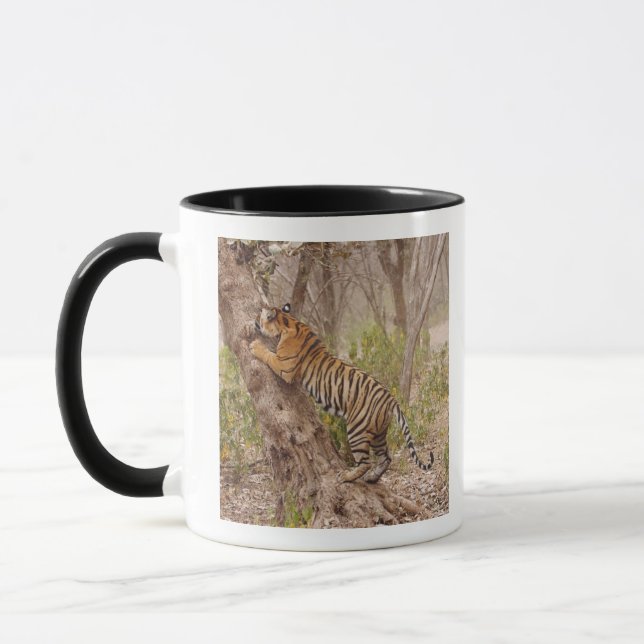 Taza Tigre de Bengala real trepando al árbol, (Izquierda)
