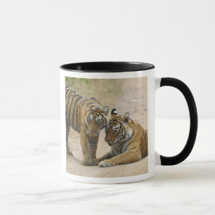 Taza Tigre de Bengala Real y joven - Tocándose por dela