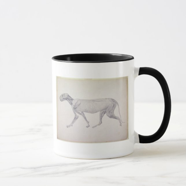 Taza Tigre de George Stubbs el |: Visión lateral, (Derecha)