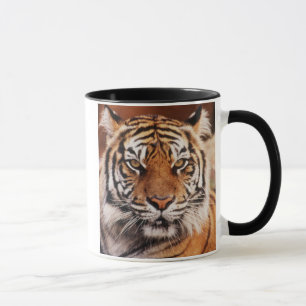 Taza Tigre de Sumatra