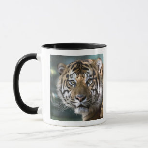 Taza Tigre de Sumatra macho (Panthera tigris sumatrae)