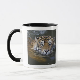 Taza Tigre de Sumatran, sumatrae del Tigris del