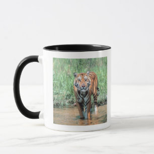 Taza Tigre en agua