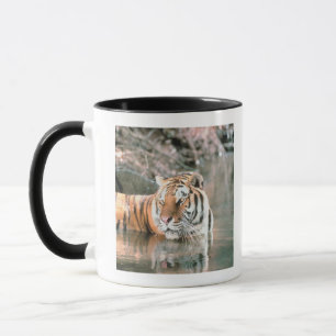 Taza Tigre en corriente