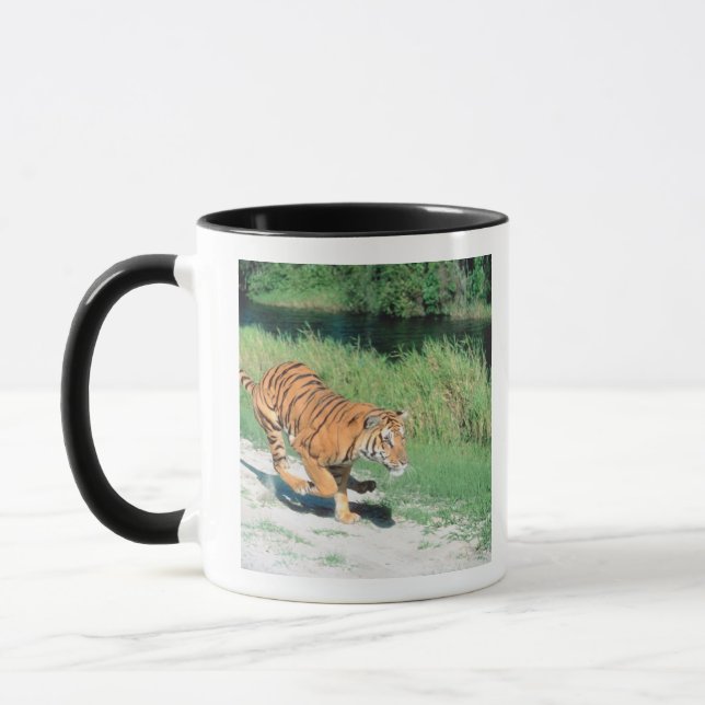 Taza Tigre en la trayectoria (Izquierda)