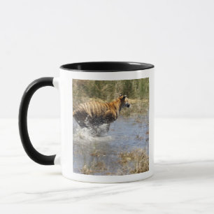 Taza Tigre (Panthera el Tigris) que corre a través del