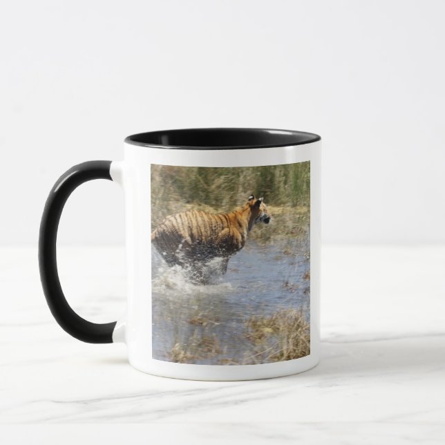 Taza Tigre (Panthera el Tigris) que corre a través del (Izquierda)