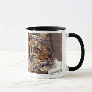 Taza Tigre siberiano