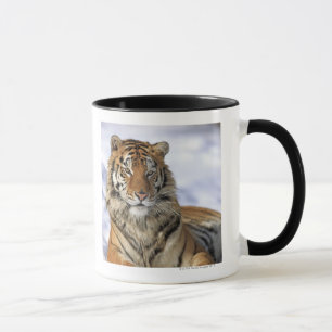 Taza Tigre siberiano, altaica del Tigris del Panthera,
