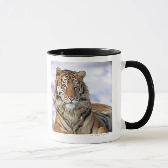 Taza Tigre siberiano, altaica del Tigris del Panthera, (Derecha)