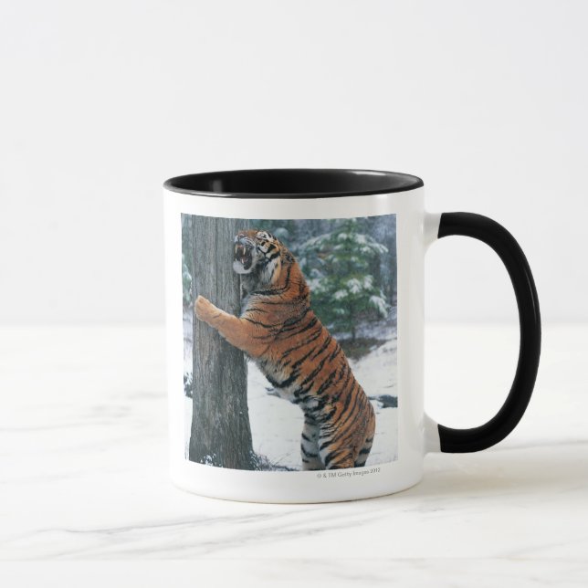 Taza Tigre siberiano (altaica del Tigris del Panthera) (Derecha)