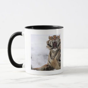 Taza Tigre siberiano (altaica del Tigris del Panthera)