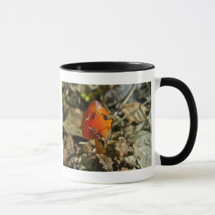 Taza Tiny Amberina Cone Cap Mushroom Mug