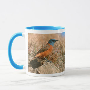 Taza Tordo de roca del Cabo hembra (Monticola Rupestris