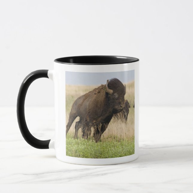 Taza Toro joven e indómito de bisonte en Tallgrass (Izquierda)