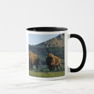 Taza Toros de bisonte en el Parque Nacional Waterton La