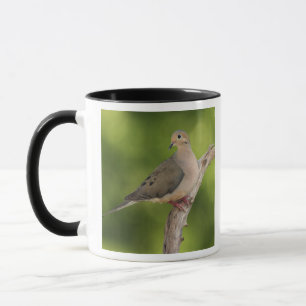 Taza Tórtola Huilota, Zenaida macroura