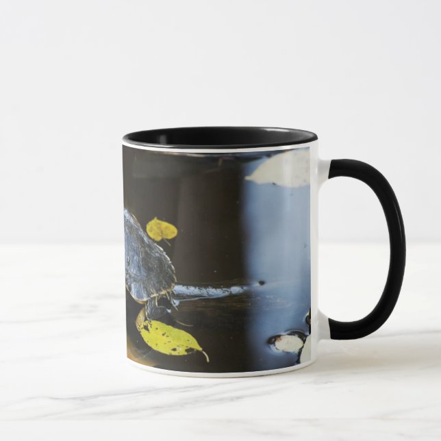 Taza Tortuga del resbalador de la charca en el salvaje (Derecha)