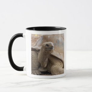 Taza Tortuga terrestre de Seychelle Aldabra