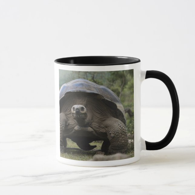Taza Tortugas Gigantes de Galapagos Geochelone (Derecha)