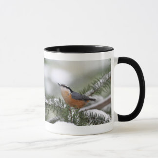 Taza Trepatroncos en la rama Nevado en invierno
