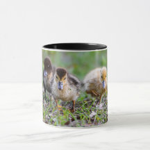 Triplet Cuesto Muscovy Ducklings corriendo