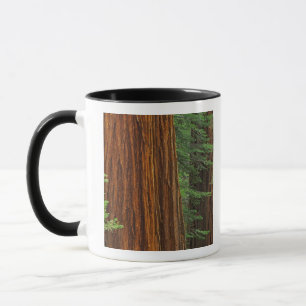 Taza troncos de secuoya gigante en el bosque, Yosemite