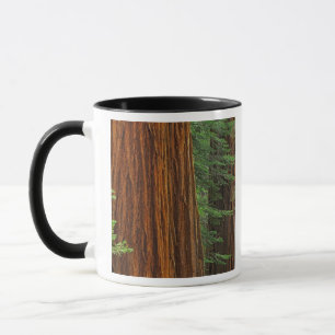Taza Troncos Sequoia gigantes en el bosque, Yosemite