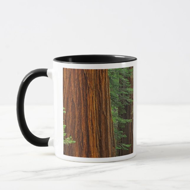 Taza Troncos Sequoia gigantes en el bosque, Yosemite (Izquierda)