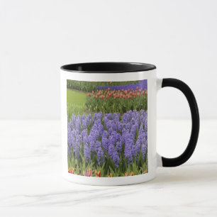 Taza Tulip y Hyacinth Garden, Keukenhof Gardens,