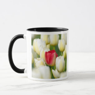 Taza Tulipán rojo en un campo de los tulipanes blancos