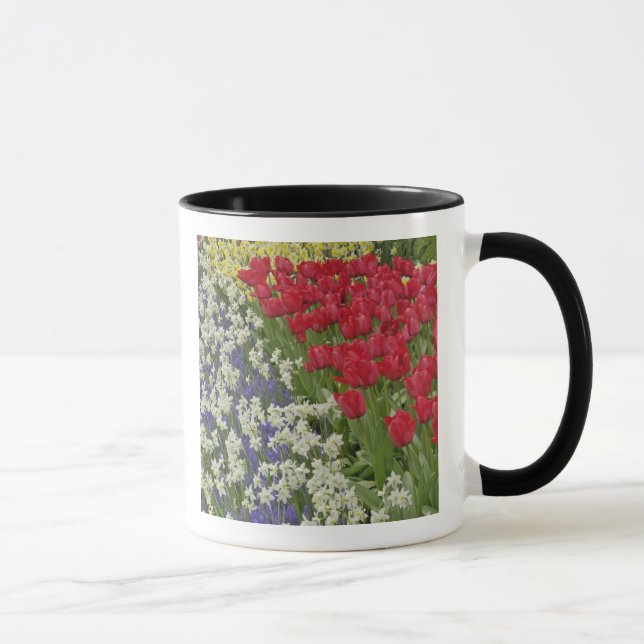 Taza Tulipán y jardín daffodil, Keukenhof Gardens, (Derecha)