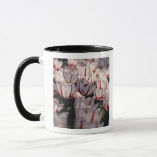 Taza Tulipanes