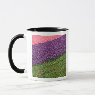 Taza Tulipanes en los jardines de Keukenhof, Ámsterdam,
