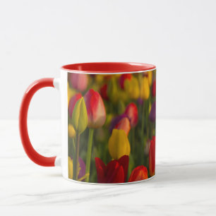 Taza Tulipanes, Festival de Tulipanes, Woodburn, Oregón