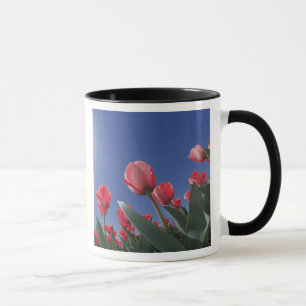 Taza Tulipanes rojos desde un ángulo muy bajo, Cincinna