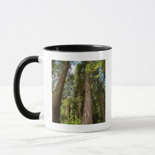 Taza Túmulos de cedro rojo occidental