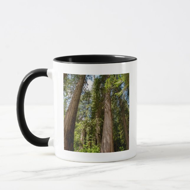 Taza Túmulos de cedro rojo occidental (Izquierda)