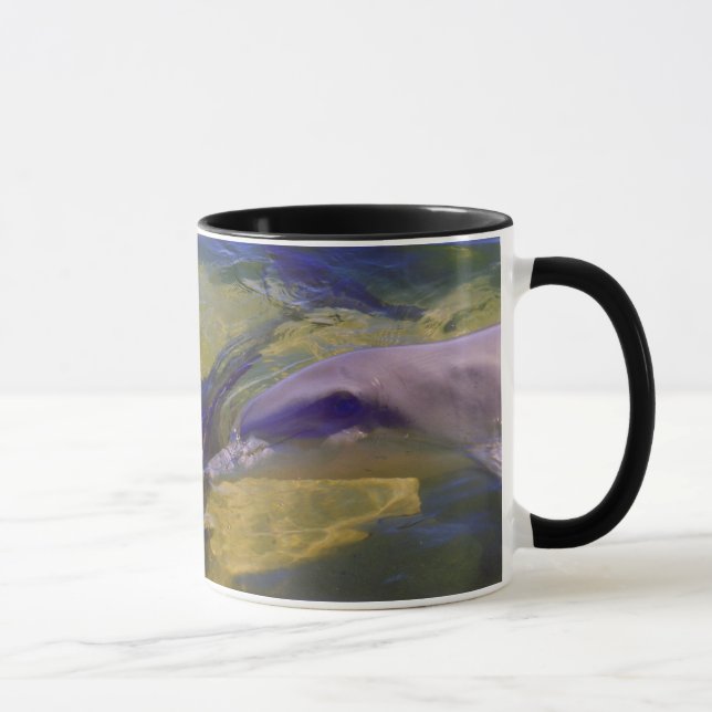 TAZA TURSIOPS ADUNCUS (Derecha)