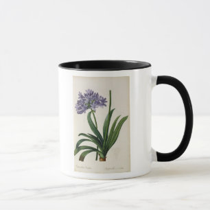 Taza Umbrellatus del Agapanthus