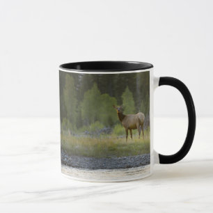 Taza Un alce femenino se coloca de mirada de la cámara