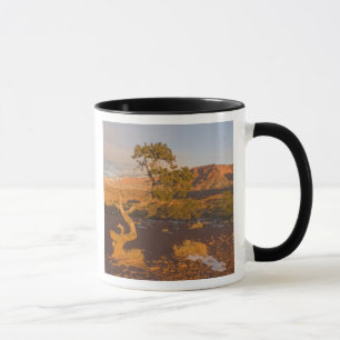 Taza Un árbol de enebro de Utah Juniperus osteosperma)