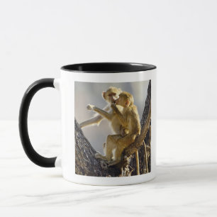 Taza Un babuino amarillo joven (cynocephalus del Papio)