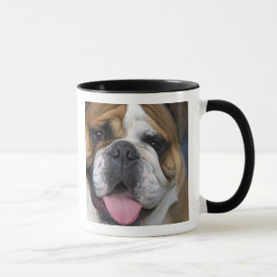 Taza Un bulldog inglés en Bélgica.