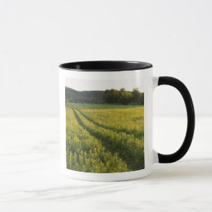 Taza Un camino rural en Sabins Pasture en Montpelier,