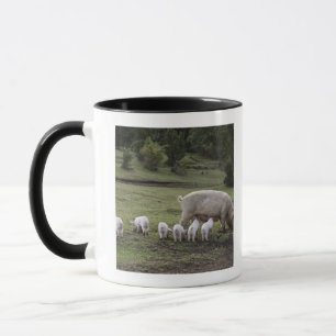 Taza Un cerdo con los cochinillos en un campo