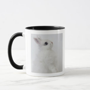 Taza Un conejo blanco. Jersey Wooly.