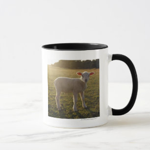 Taza Un cordero en el ajuste del Sun Suecia