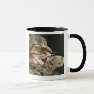 Taza Un gato de tabby que se lame la pata